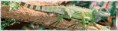 /album/galerie-de-photos-page-daccueil1/a550x142px-bewohner-terrarium-pic-550x142-jpg1/