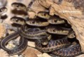 /album/galerie-de-photos-page-daccueil1/colonieserpents-jpg/