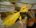 /album/galerie-de-photos-page-daccueil/feuille2-jpg/