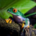 /album/galerie-de-photos-page-daccueil/grenouille-terrarium-preview-9180899-jpg/
