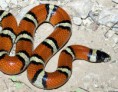 /album/galerie-de-photos-page-daccueil/lampropeltis-floridae-jpg/