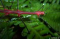/album/galerie-de-photos-page-daccueil/oreophoetesperuanamale3-jpg/