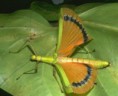 /album/galerie-de-photos-page-daccueil/phasme-ailes-jpg/